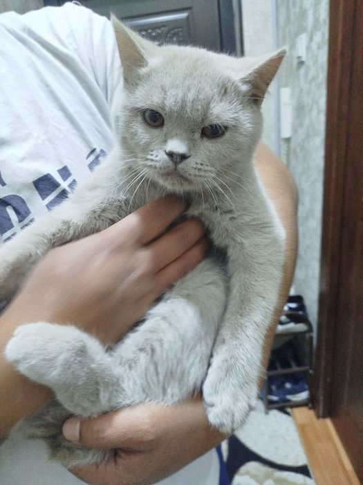 Скоттиш страйт лиловий