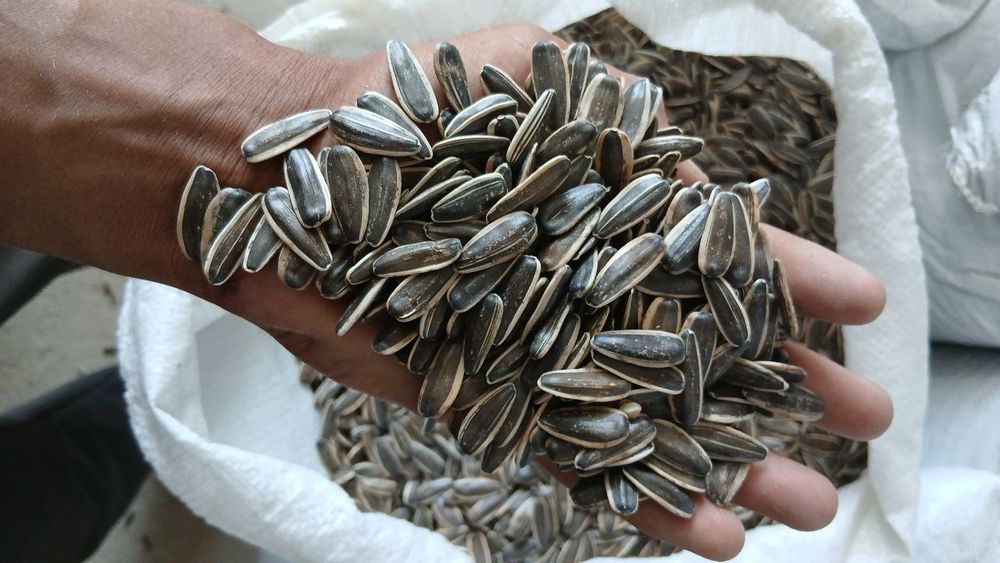Mega semichka sotiladi