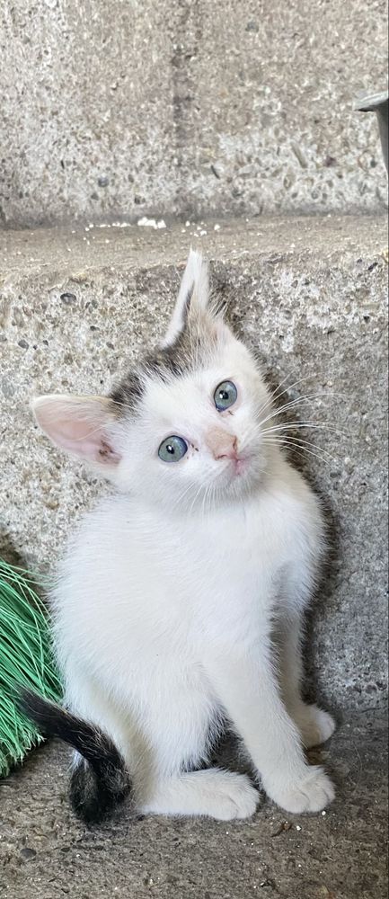 Подарявам малки котета.