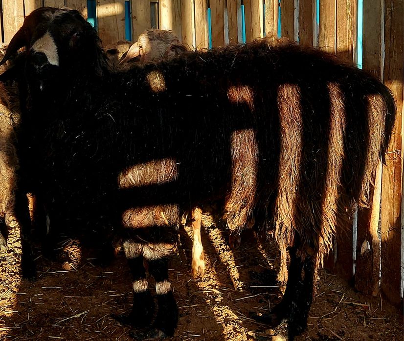 Қошқар семіз Кошкар семиз