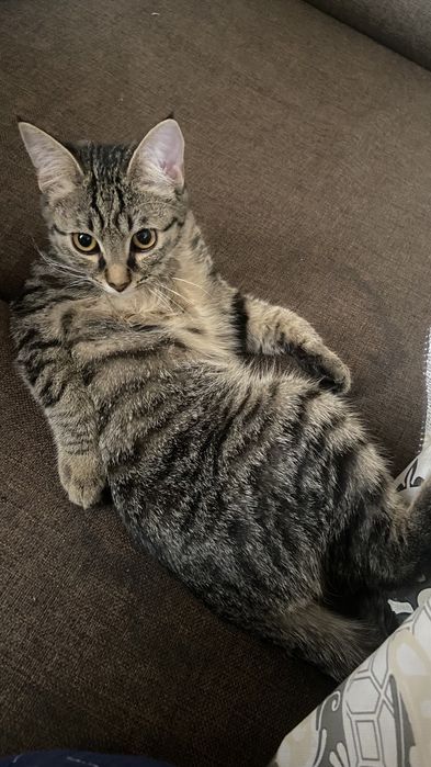 Отдам кота  в добрые руки