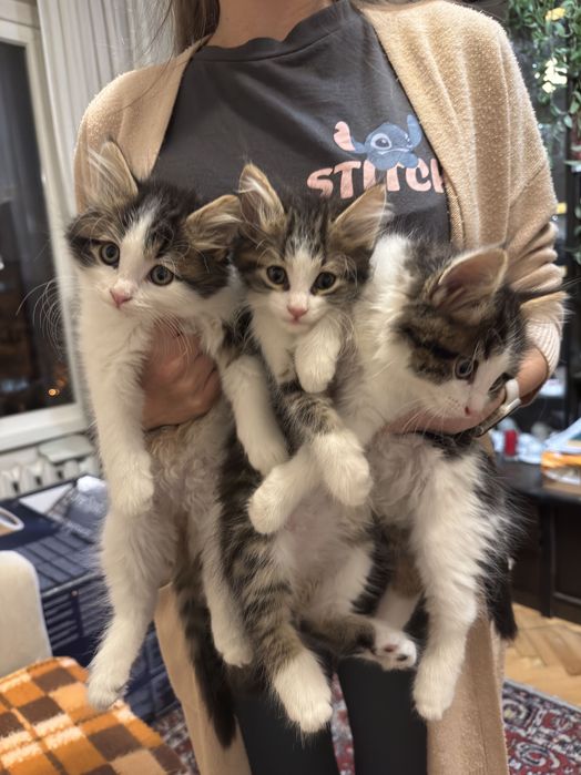 Подарявам 3 шарени дългокосмести котенца – кротки и социални