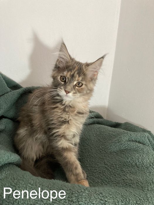 Мейн-куун котенца