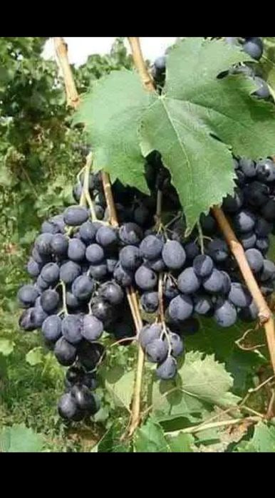 Producător de vita de vie