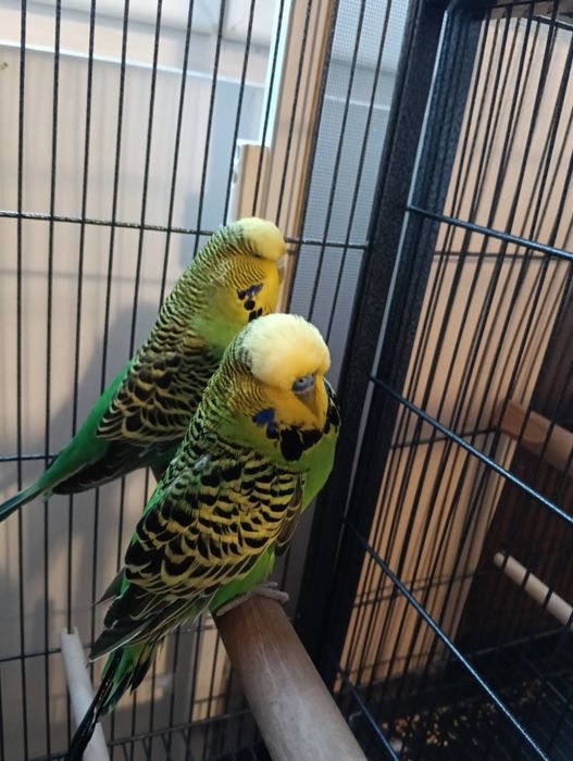 Vând mascul și femelă peruși standard inelați din 2024 .