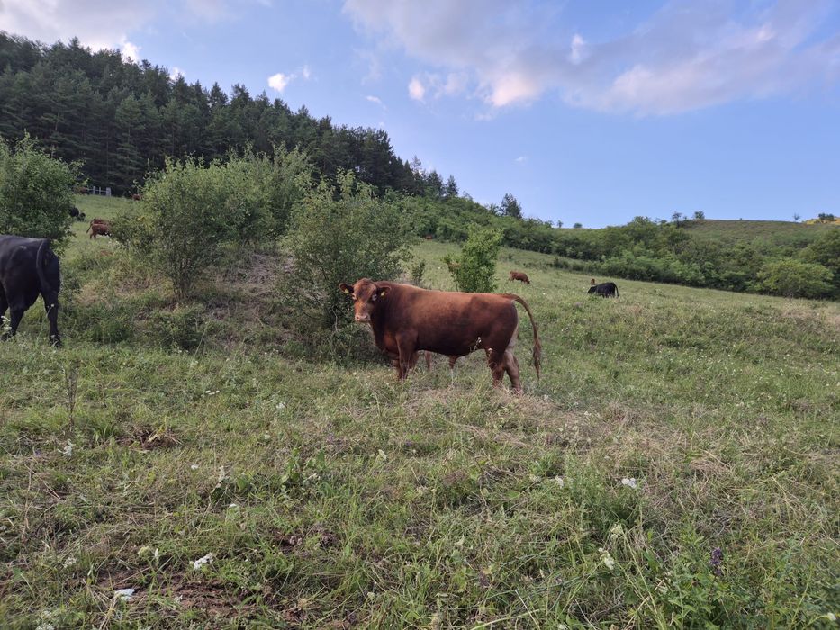 Vând lot Angus (Taur, tăurași,Vaci, viței)