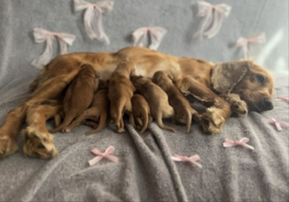 Английски кокер шпаньол