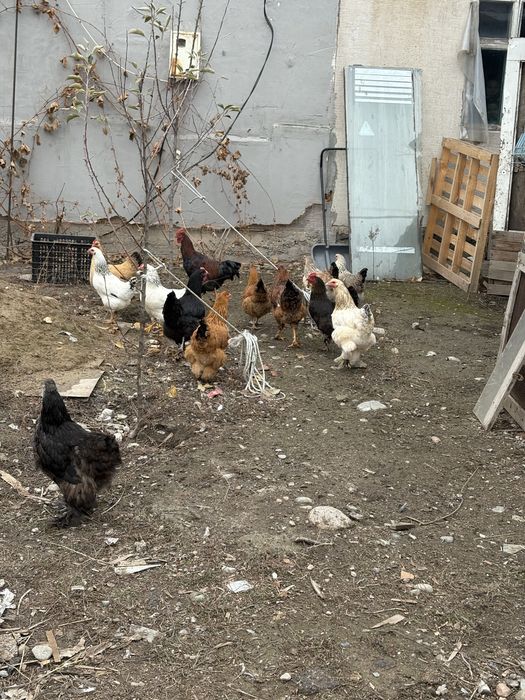 куры петухи.      .