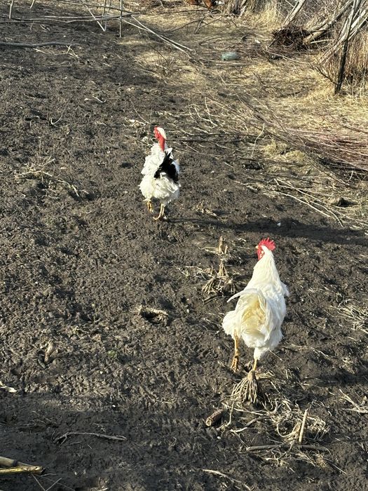Vand gaini/cocosi din toate rasele 55 de lei buc