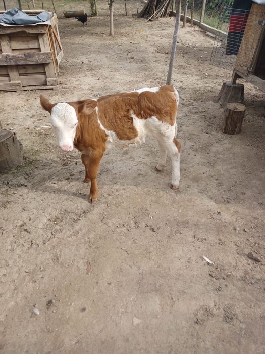 Vând vițea Bălțată de 6 saptamani!