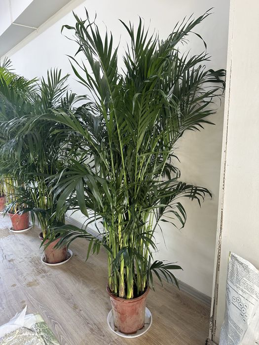 Хамедорея 170см ( пальма).