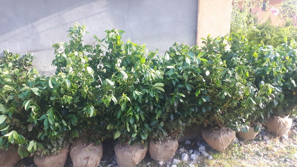 Tuia plante ornamentale