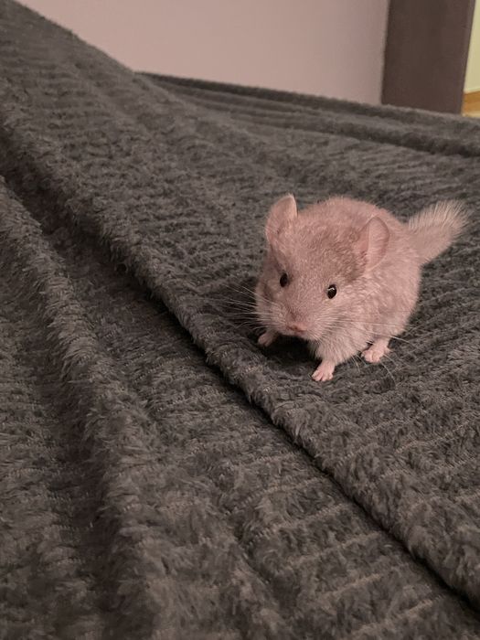 Pui chinchilla cincila sinsila