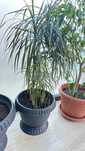 Vand floare dracena