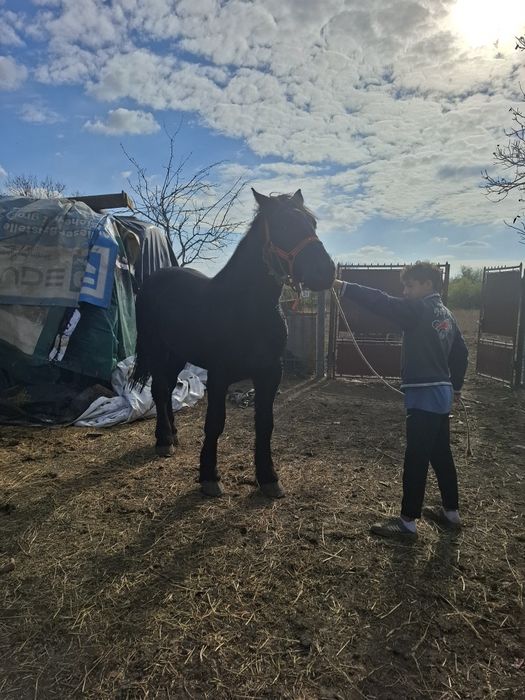 Vand manz de 1 an si 3 luni