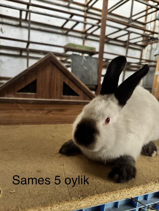 Quyon Kalifornya 8 dona ikta sames 6 ta samka