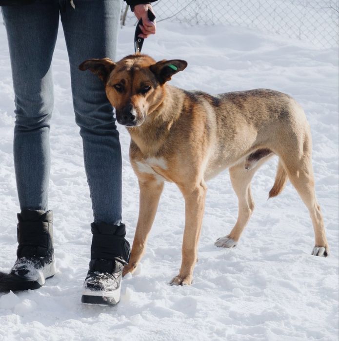 Хвостикам нужен дом