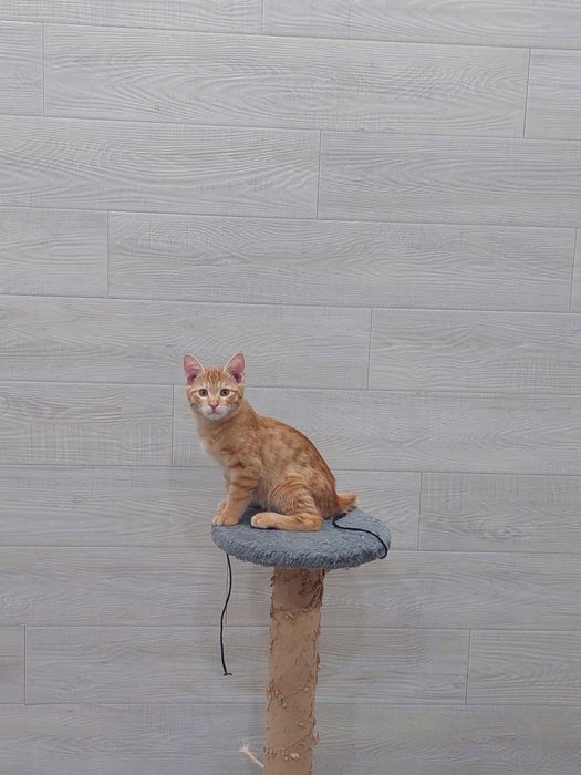 Котенок мальчик Ташкент