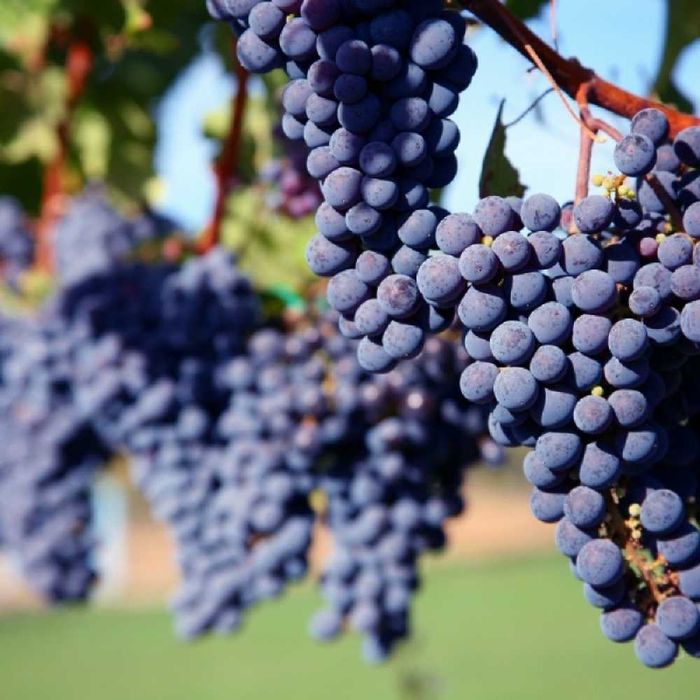 Merlot - Struguri de Vin - Merlot sau Feteasca - De La PRODUCATOR