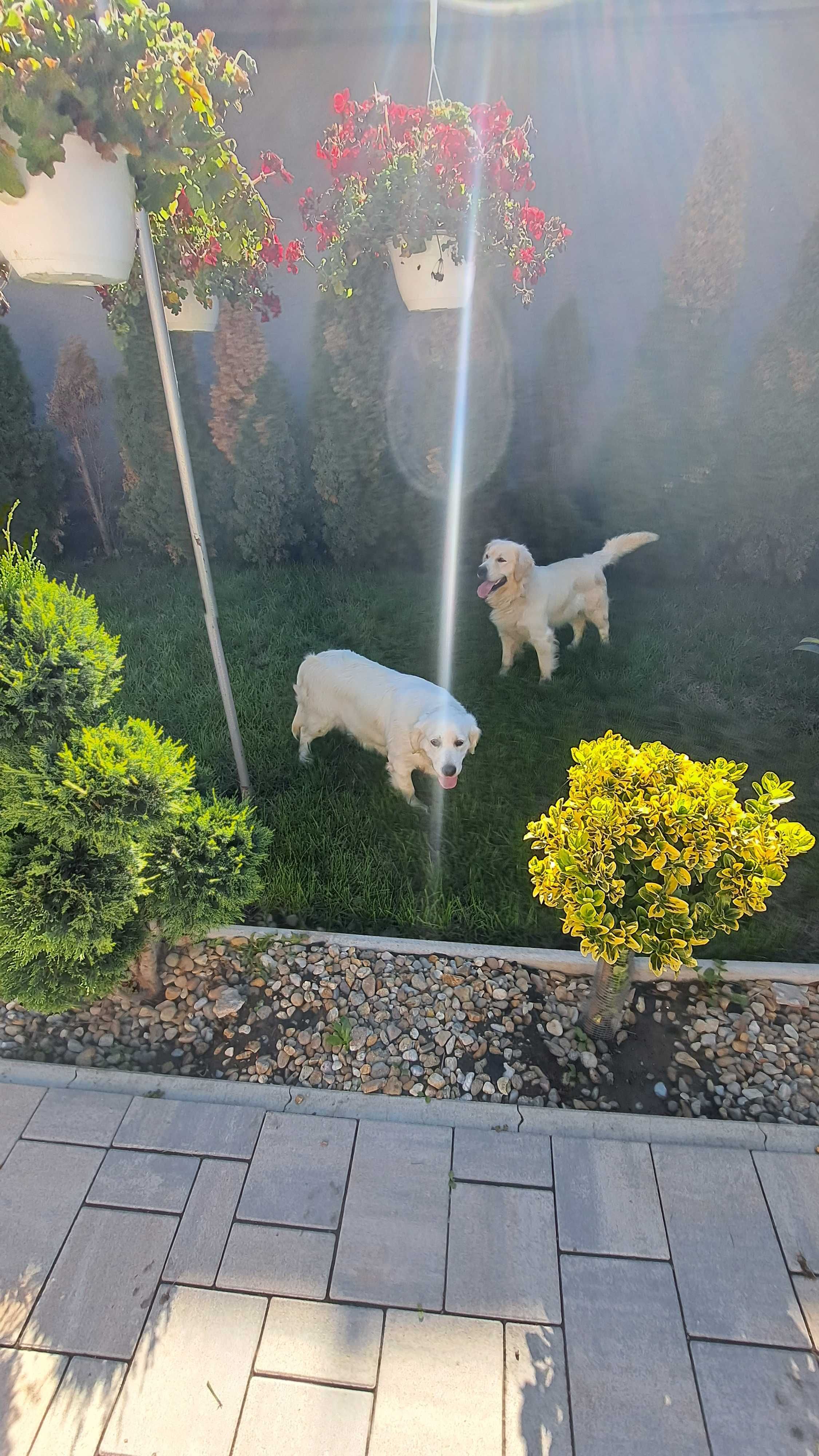 Golden retriever