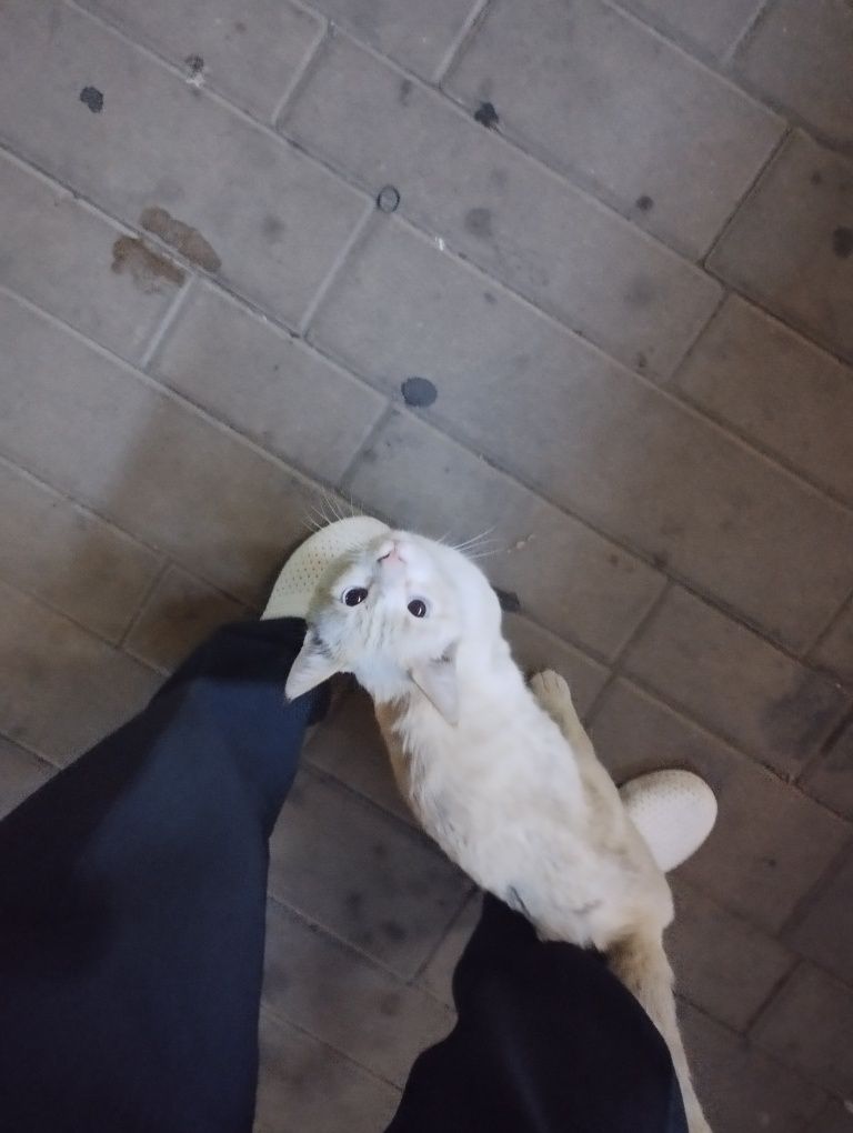 Пристраивается котик