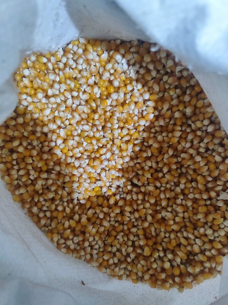 Popkornnin makkesi