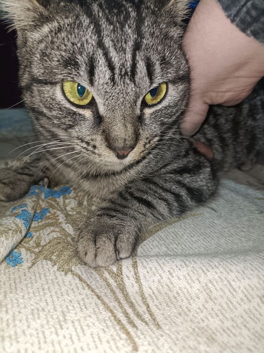 Отдадим кота мальчика , зовут Вася при желании можно изменить имя