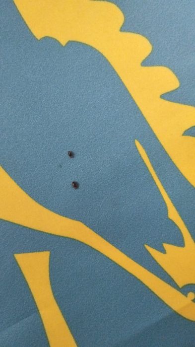 Дизенфекция от тараканов и любая насекомых