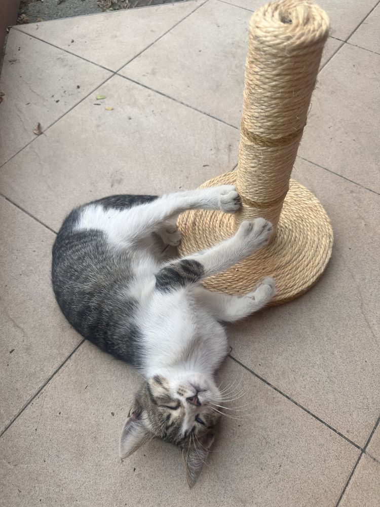 Малко котенце си търси дом