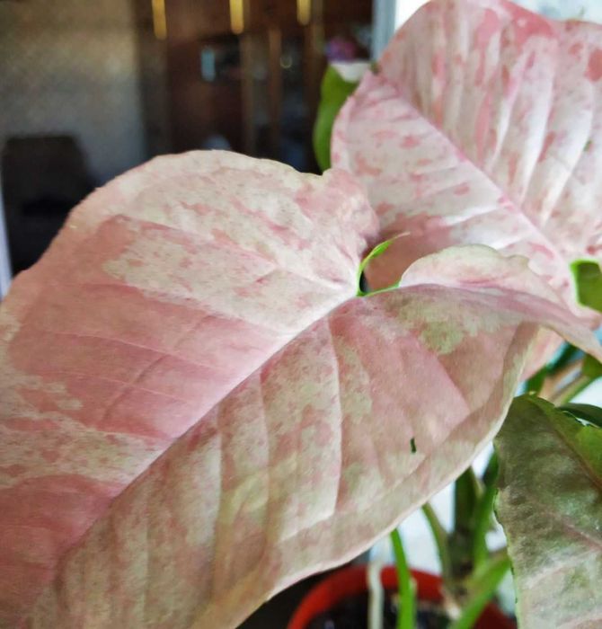 Молодой сингониум Марбл Дабл Вар тайский