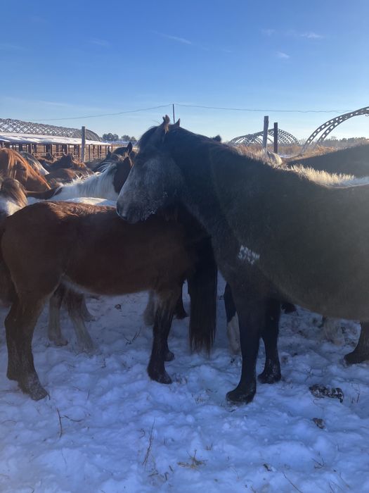 Обменяю лошадей на авто