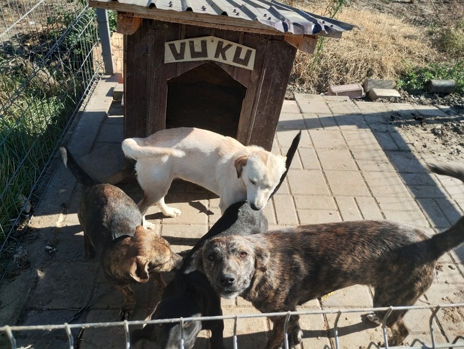 URGENT Câini pentru donat pentru că vine frigul și nu am adapost