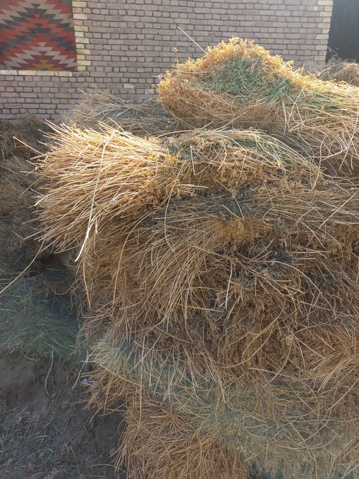 Beda, yo'rinja mol qoʻy Xayvonlar uchun