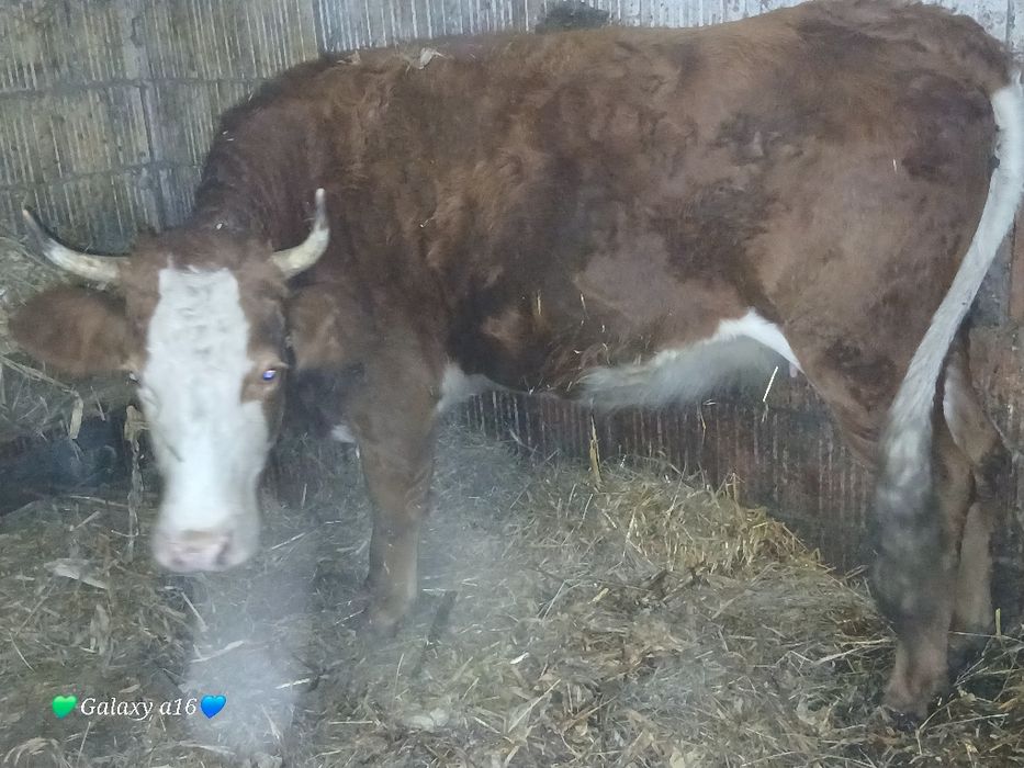 Disponibila juninca gestanta in 7luni