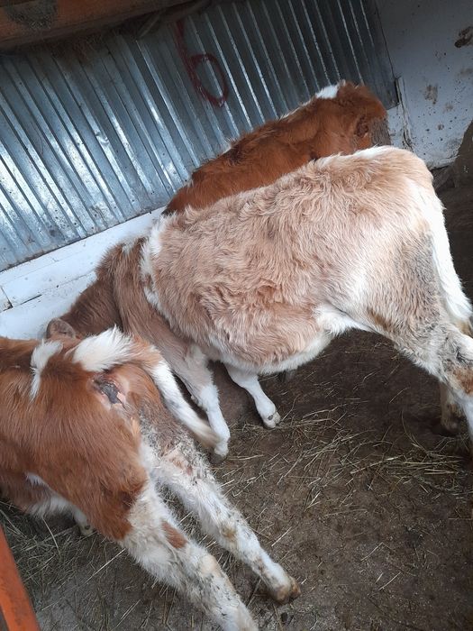 Vitele baltate de 4 luni