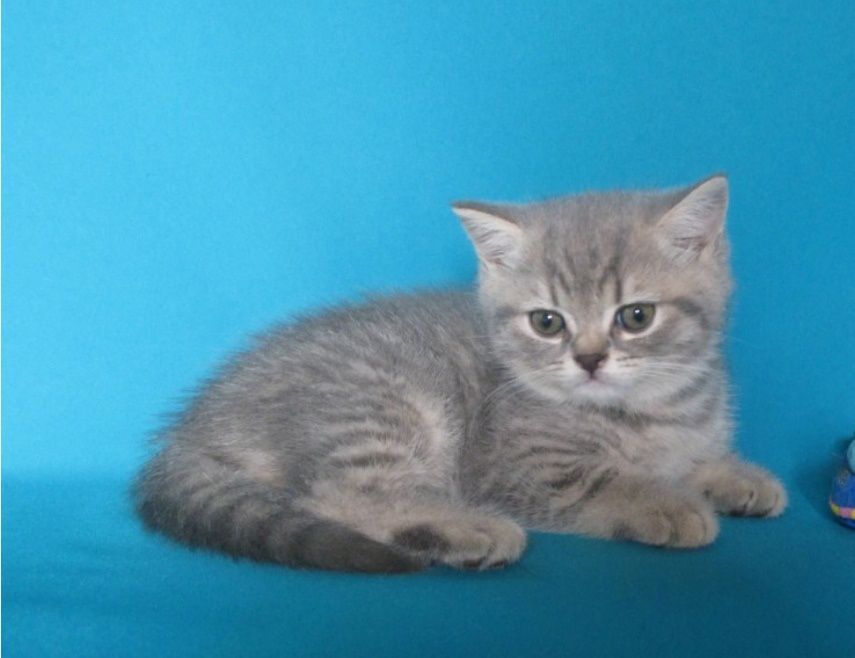 Шотландские котята