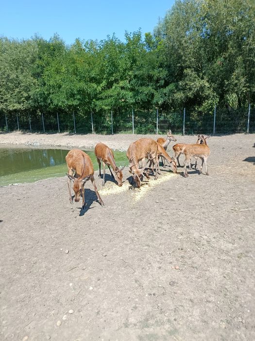 Cervus elaphus  Carpatin