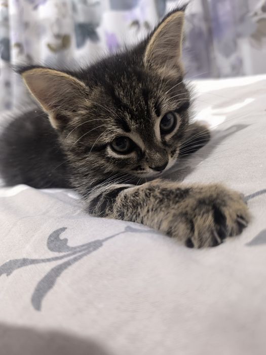 Отдам в добрые руки милого котика