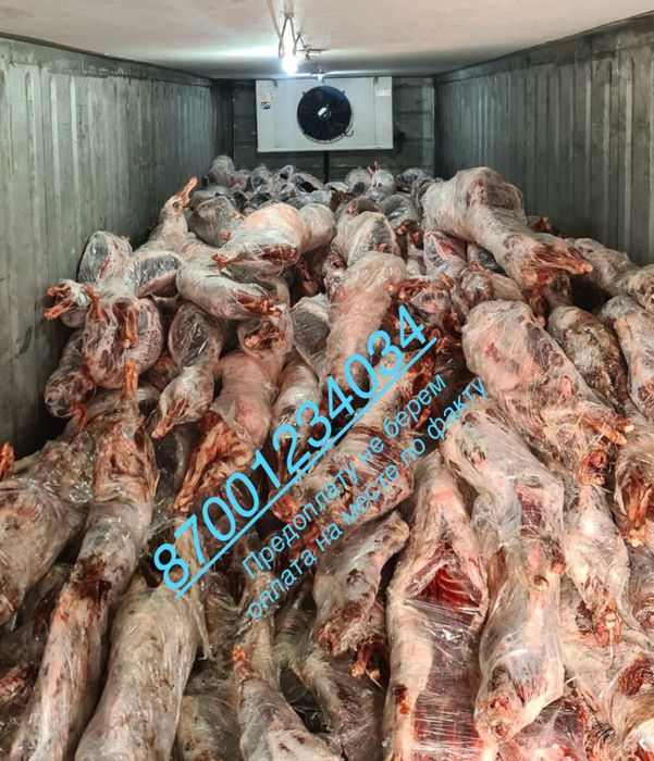 Туша сайгака ( сайги)