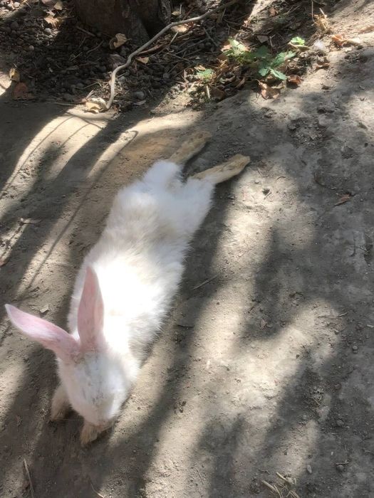 Куйон болалари сотилади