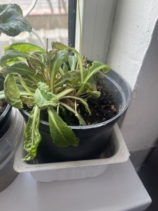 Домашние цветы. 3к каждая