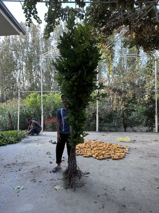 Чинор бор Chinor sotiladi