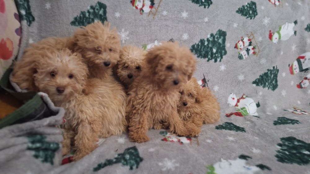 Той пудел пуделчета той