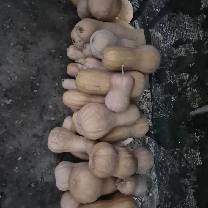 Vand bostani ptr placinta, gust si aromă deosebit, produs tradițional