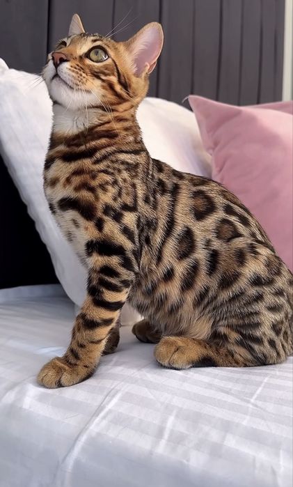 Продам бенгальсккого котенка