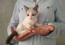 Котята,только ответственным людям!