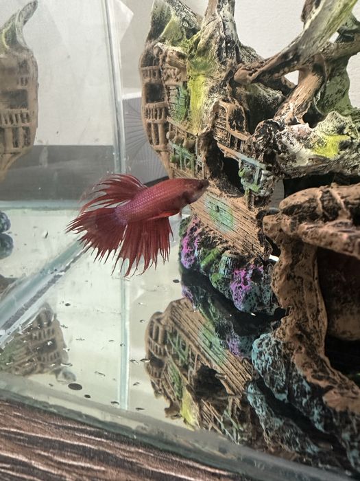 Pesti betta long tail / superb delta / crown tail