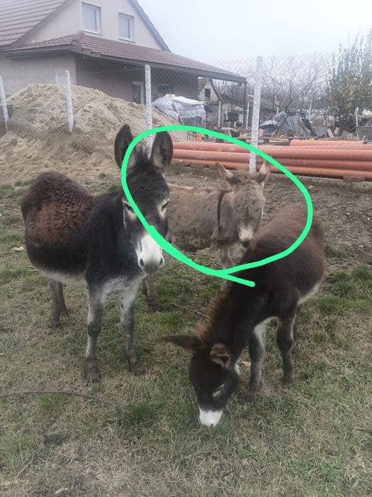 Măgăruș de vânzare