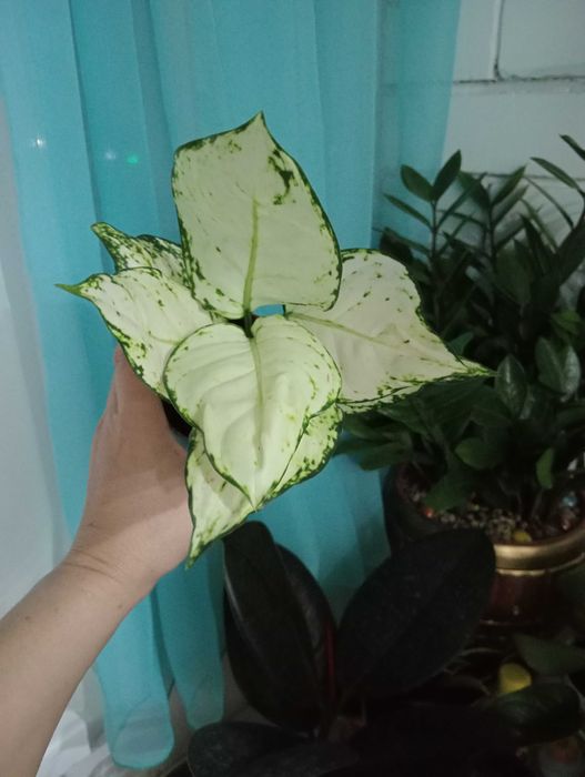 Уютные и Красивые цветы для Вашего Дома