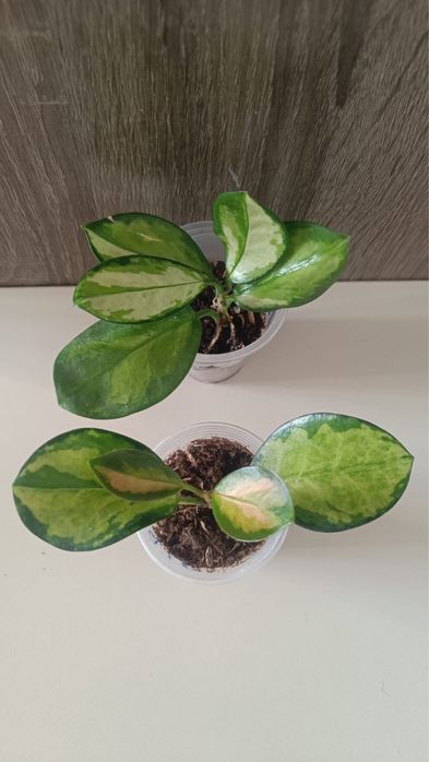 Хойя Аустралис   Лиза/ Блонди, Тсанги DS-70